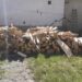 Lemne de foc pentru un preot pensionar